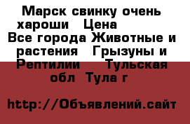 Марск свинку очень хароши › Цена ­ 2 000 - Все города Животные и растения » Грызуны и Рептилии   . Тульская обл.,Тула г.